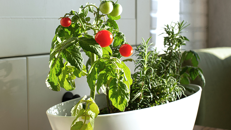 plant de tomate dans un vase blanc